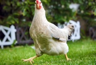Naša odgovornost, ko kupimo piščančje meso